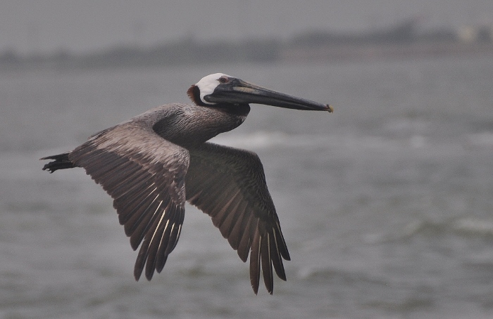 pelican in flight over water